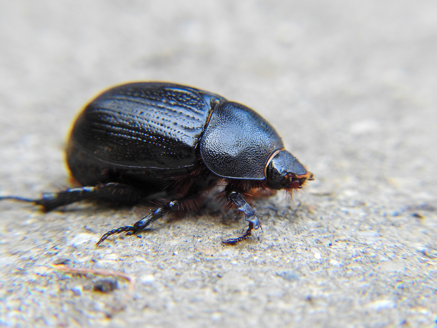 Pentodon idiota - butabogár