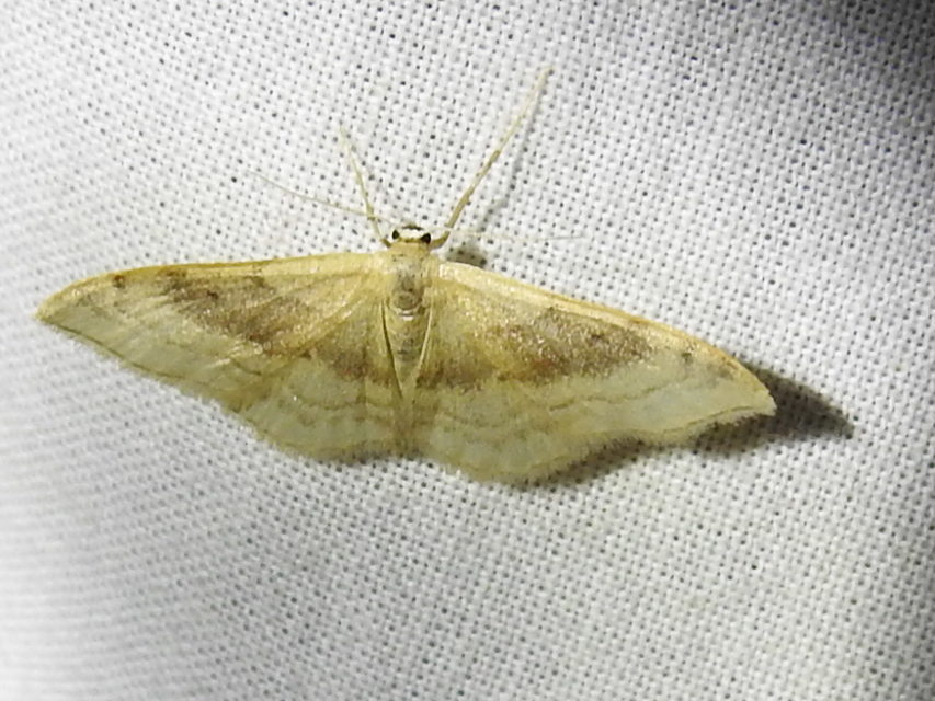 Idaea degeneraria - barnasávos araszoló