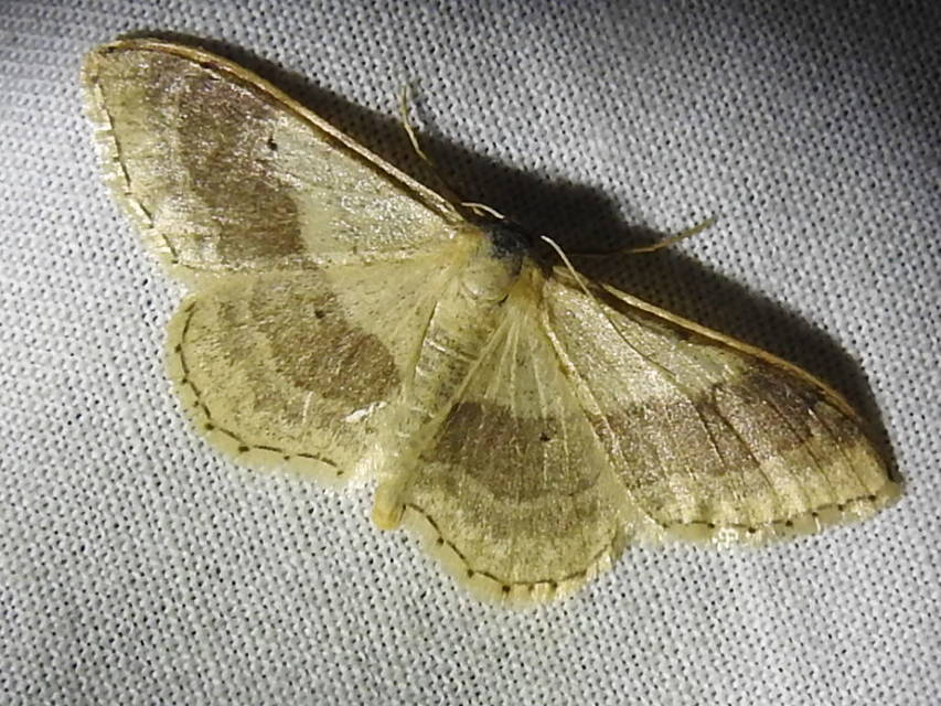 Idaea aversata - nagy sávosaraszoló
