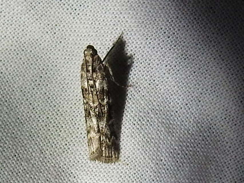 Dioryctria