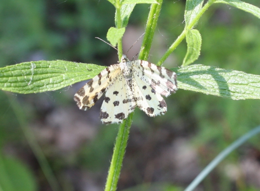 Pseudopanthera macularia - párducfoltos araszoló