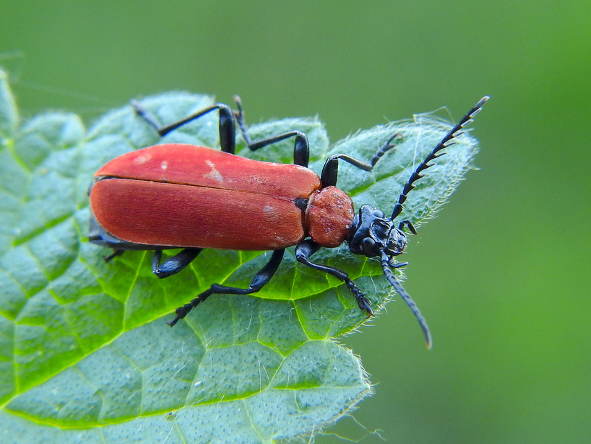 Pyrochroa coccinea - nagy bíborbogár
