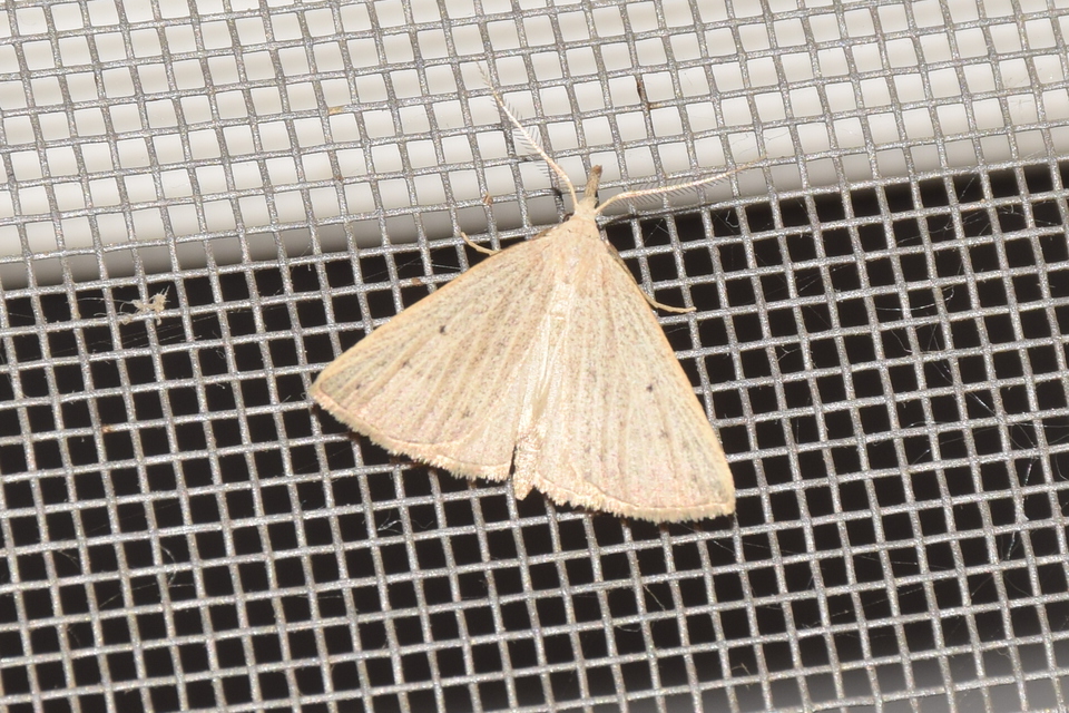 Macrochilo cribrumalis - csontszínű karcsúbagoly