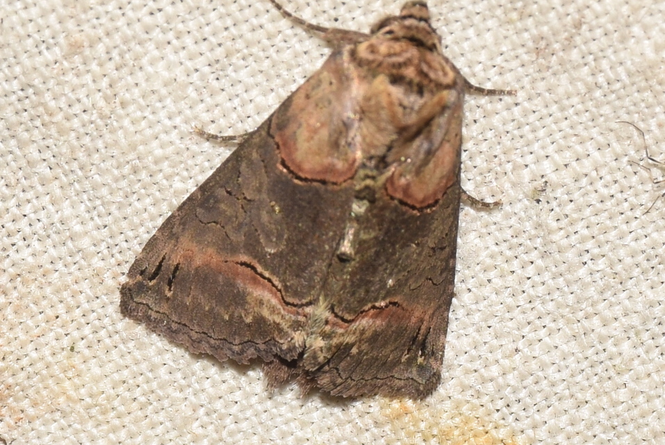 Abrostola triplasia - közönséges csalánbagoly