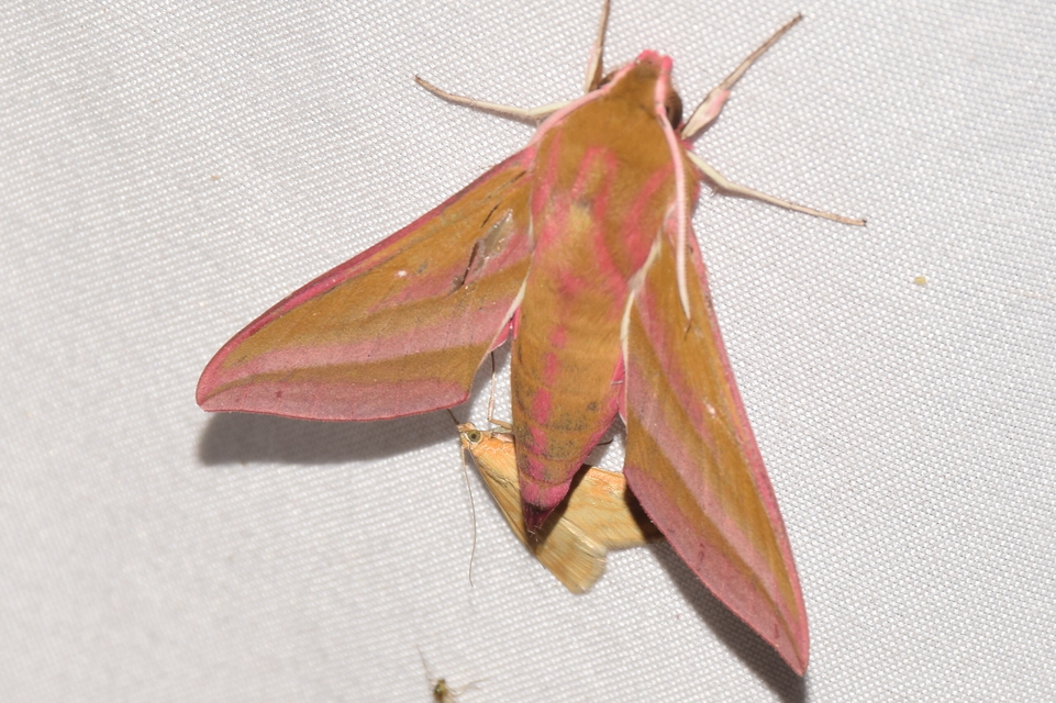 Deilephila elpenor - szőlőszender