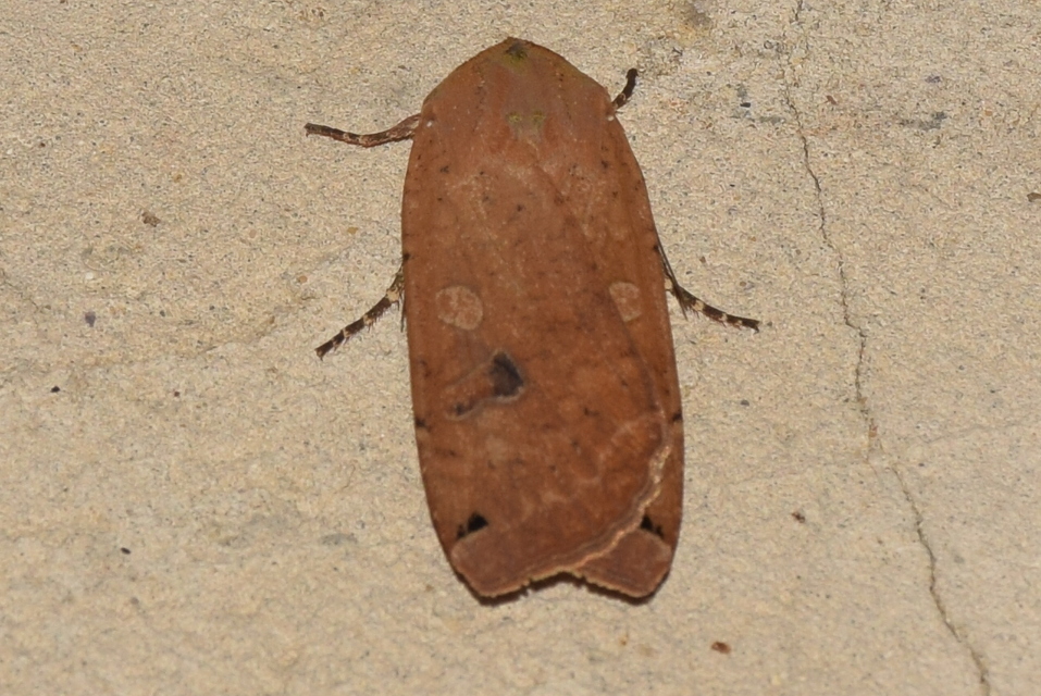 Noctua pronuba - nagy sárgafűbagoly