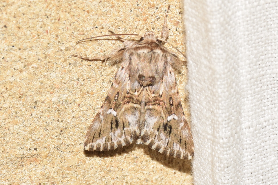 Calophasia lunula - gyújtoványfű-apróbagoly