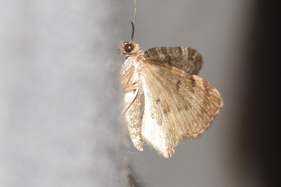 Pasiphila chloerata - hamvas törpearaszoló
