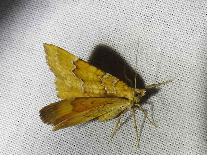 Camptogramma bilineata - kétvonalas sávosaraszoló
