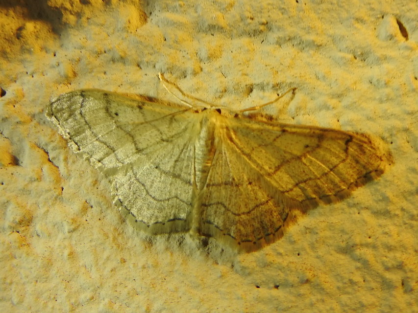 Idaea aversata - nagy sávosaraszoló