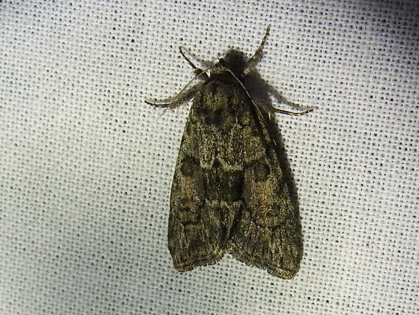 Cryphia fraudatricula - homoki zuzmóbagoly