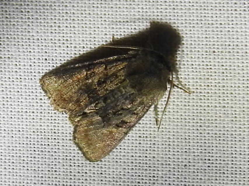 Oligia strigilis/latruncula/versicolor