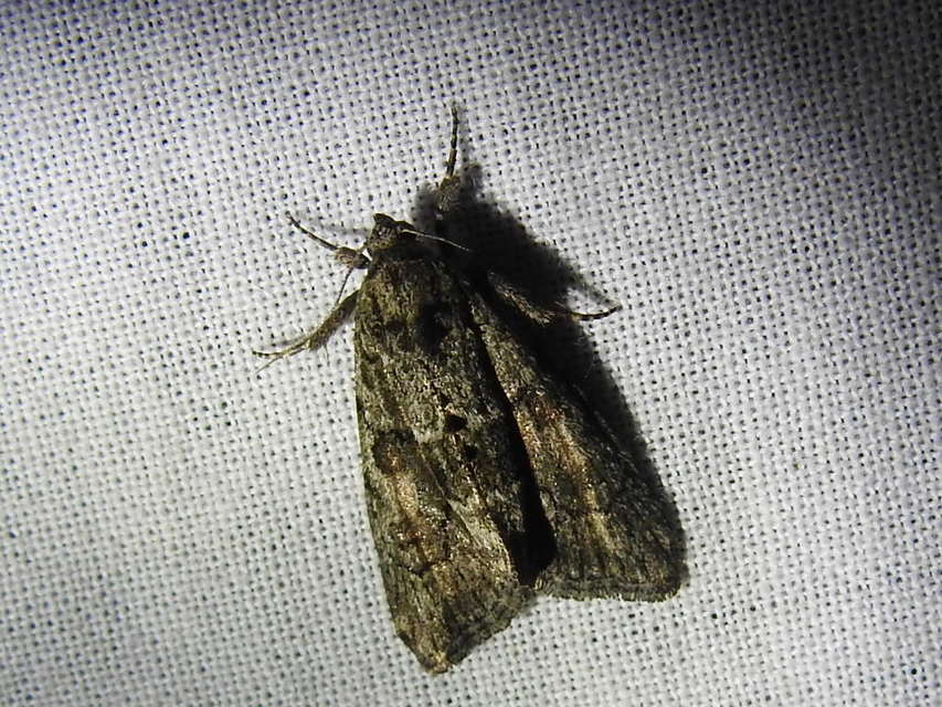 Cryphia fraudatricula - homoki zuzmóbagoly