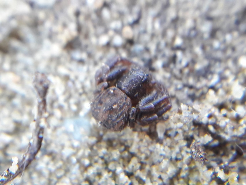 Ozyptila claveata