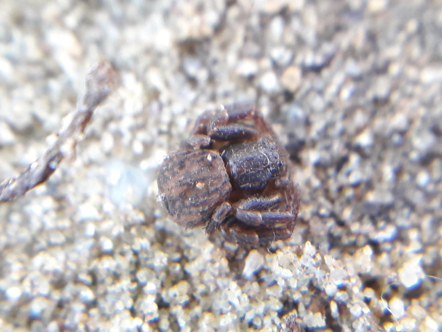Ozyptila claveata