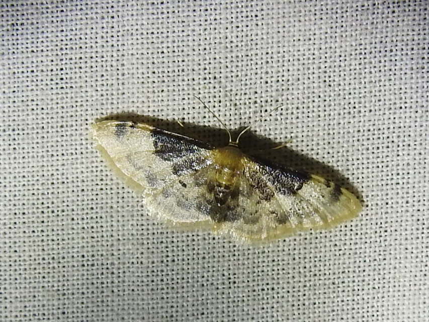 Idaea filicata - sötéttövű apróaraszoló