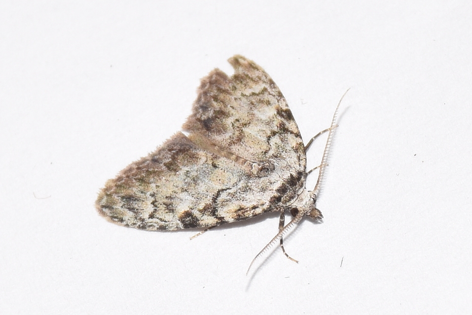 Meganola strigula - hamvas pamacsosszövő