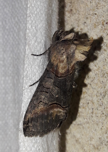 Abrostola asclepiadis - barnaövű csalánbagoly
