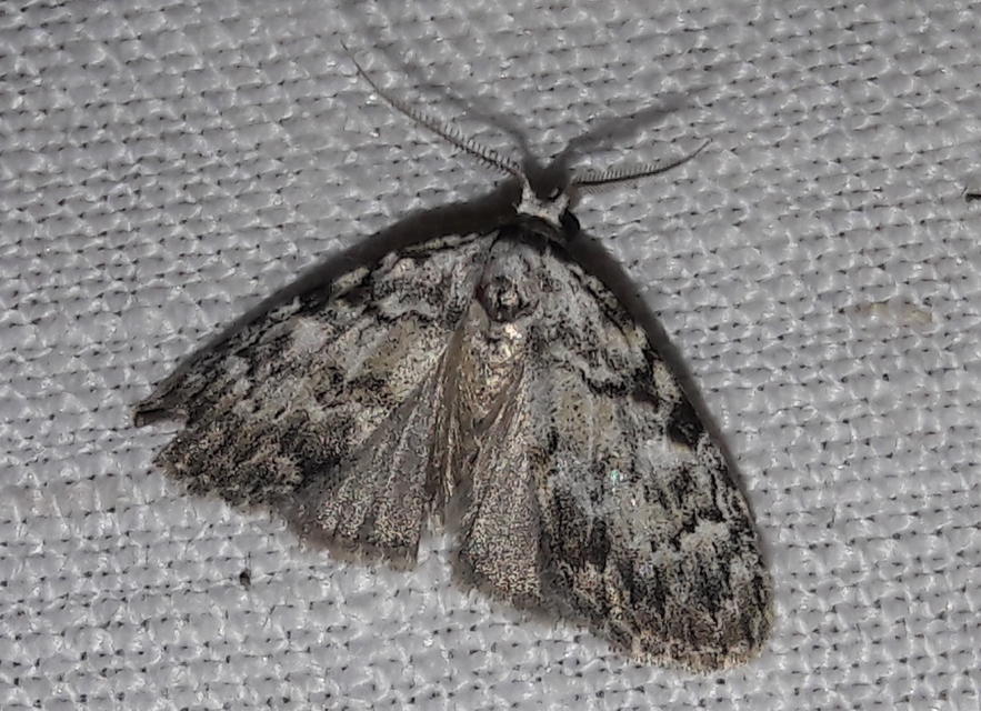 Meganola strigula - hamvas pamacsosszövő
