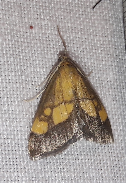 Evergestis limbata - közönséges dudvamoly