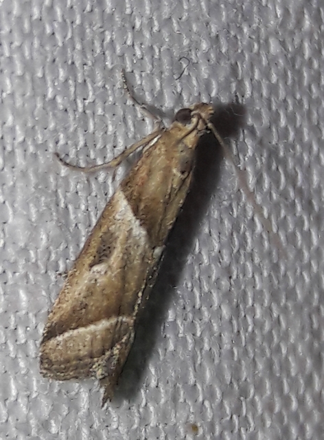 Nyctegretis lineana - agátszínű karcsúmoly
