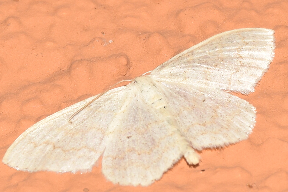 Scopula floslactata - tejfehér sávosaraszoló