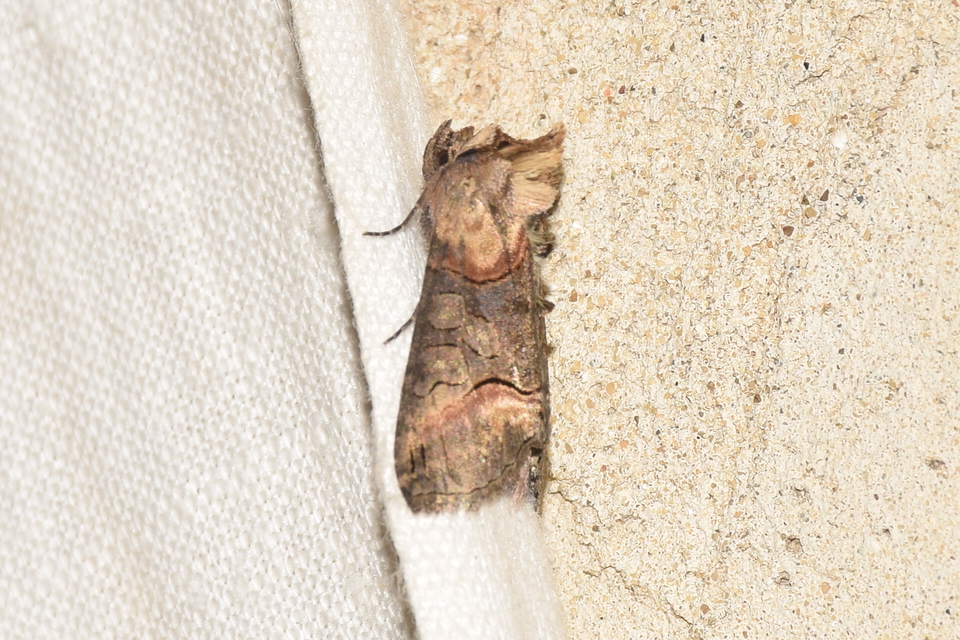Abrostola triplasia - közönséges csalánbagoly