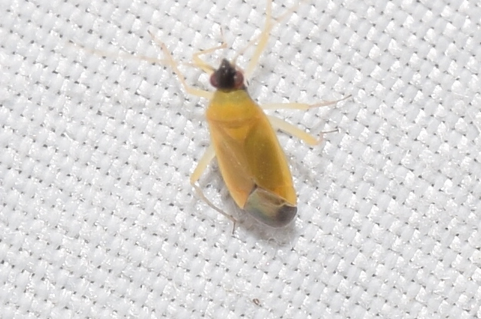Phylus melanocephalus