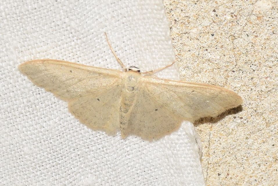 Idaea straminata - szalmasárga sávosaraszoló