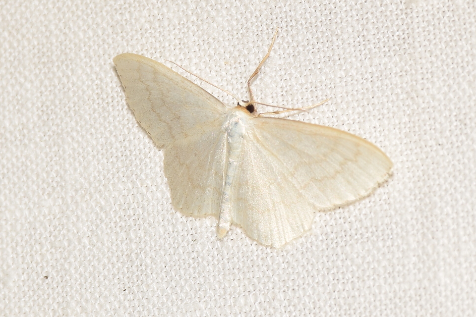 Scopula floslactata - tejfehér sávosaraszoló