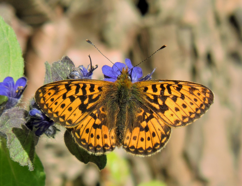 Boloria euphrosyne - árvácska-gyöngyházlepke Boloria euphrosyne - árvácska-gyöngyházlepke