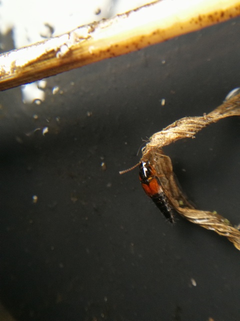 Tachyporus hypnorum - közönséges kószaholyva