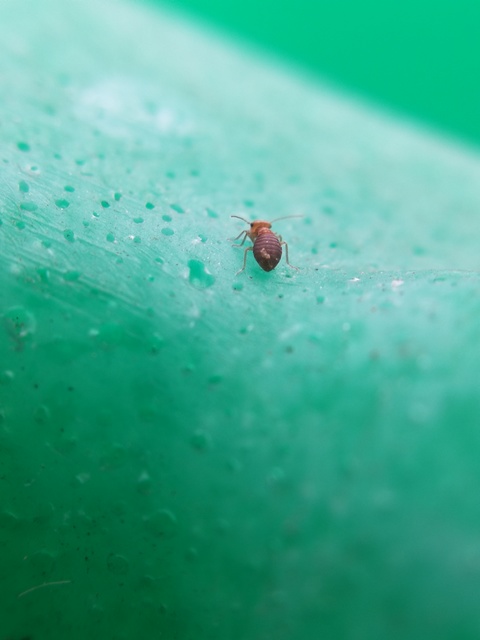Psocoptera - Fürgetetvek