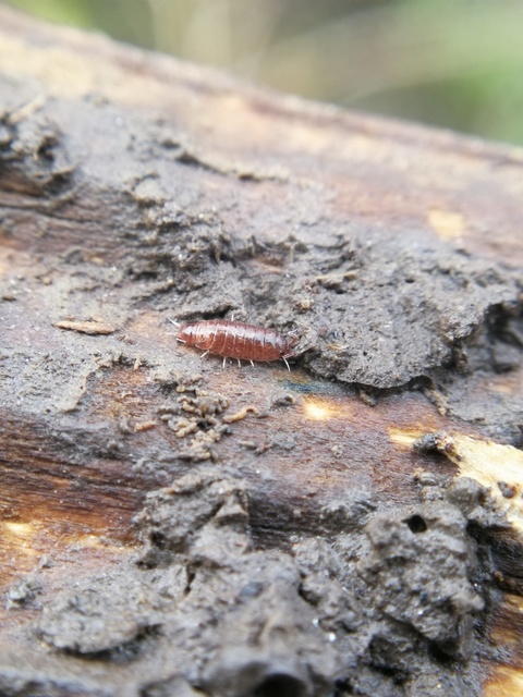 Porcellionides pruinosus - hamvas ászka Porcellionides pruinosus - hamvas ászka