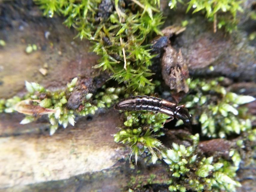 Xantholinus Xantholinus