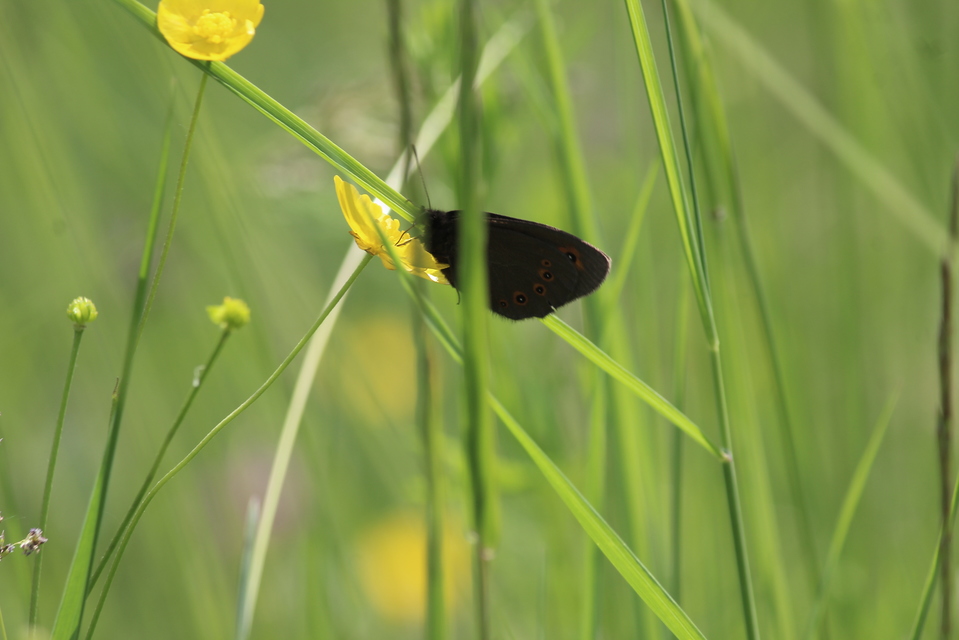 Erebia medusa - tavaszi szerecsenlepke