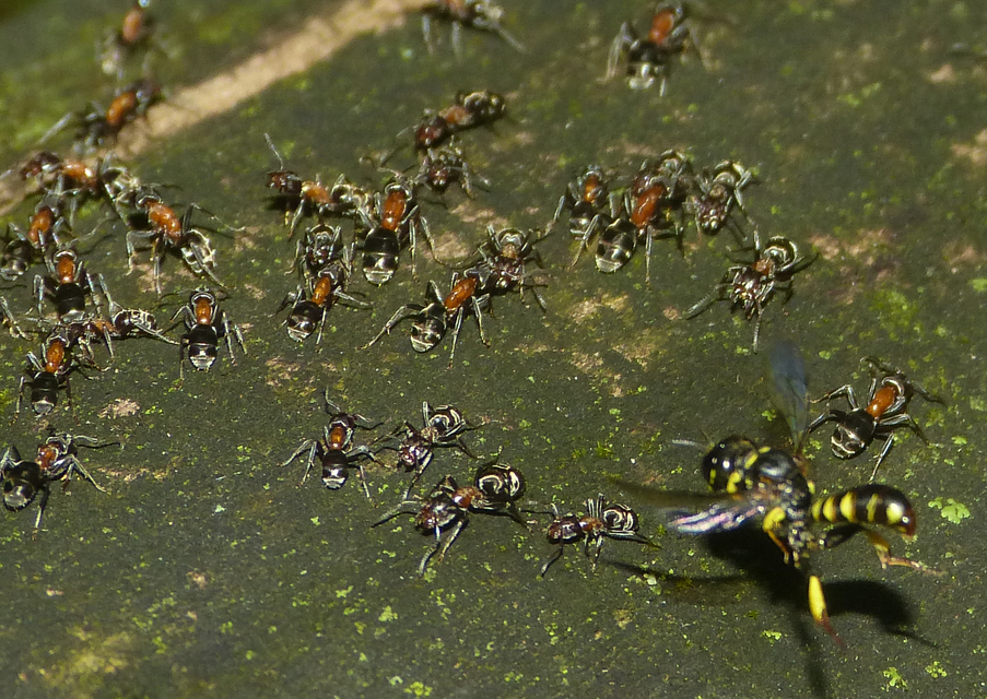Tracheliodes curvitarsis