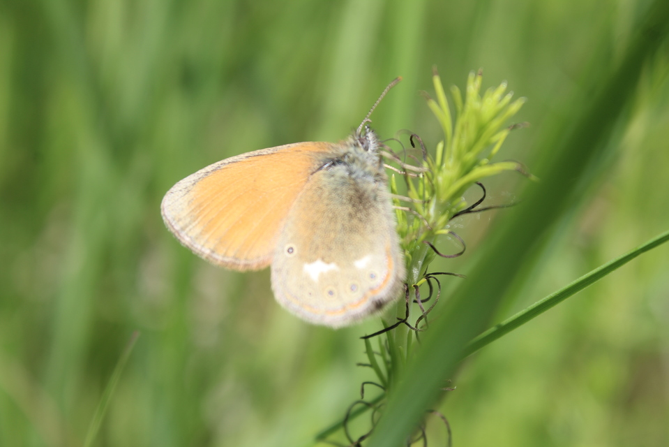 Coenonympha glycerion - közönséges szénalepke