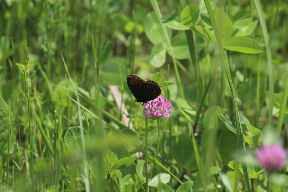 Erebia medusa - tavaszi szerecsenlepke