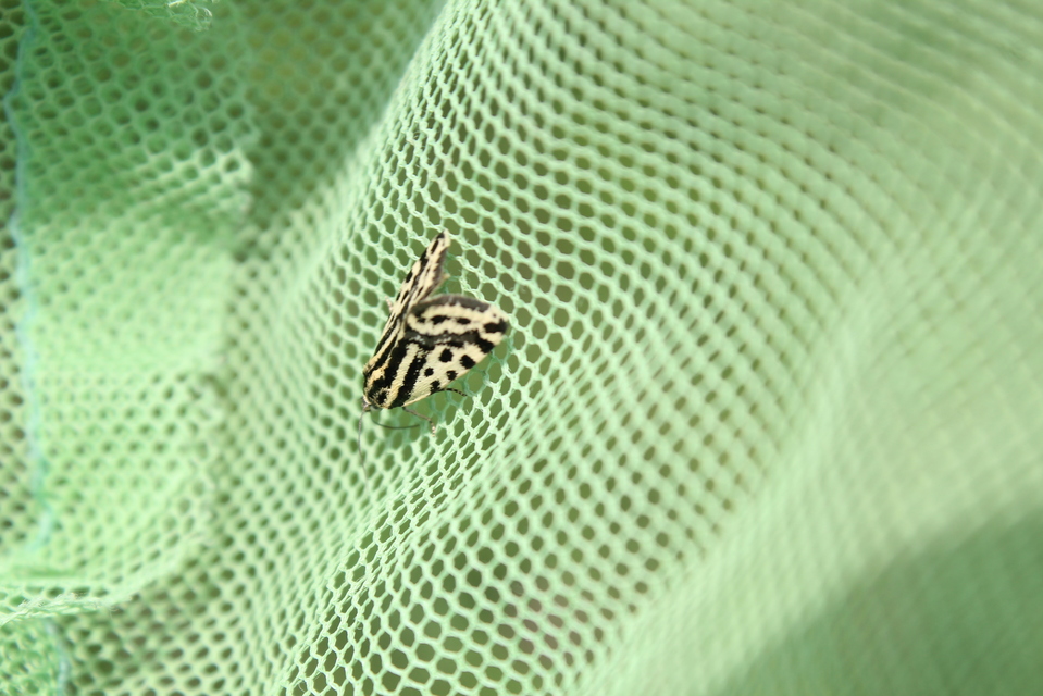 Emmelia trabealis - zebrabagoly