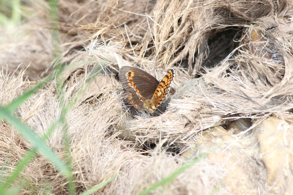 Erebia medusa - tavaszi szerecsenlepke