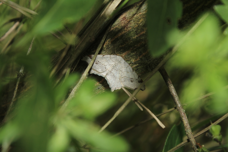 Macaria alternata - közönséges szürkearaszoló