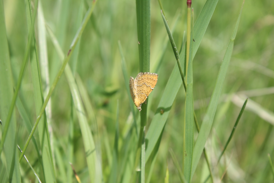 Camptogramma bilineata - kétvonalas sávosaraszoló