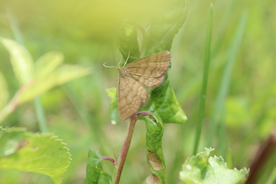 Idaea serpentata - kis sávosaraszoló