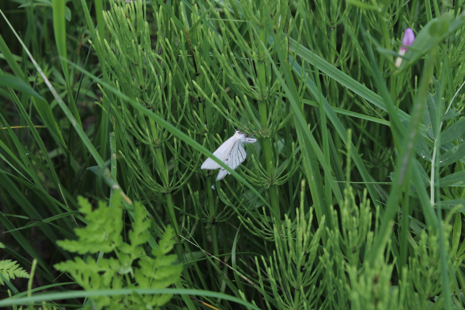 Siona lineata - vonalas fehéraraszoló