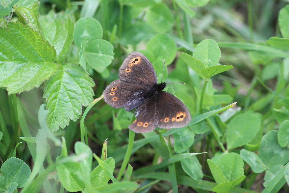 Erebia medusa - tavaszi szerecsenlepke