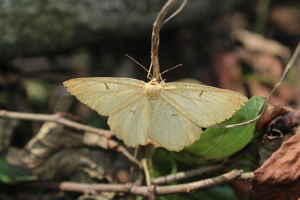 Angerona prunaria - sárga kökényaraszoló