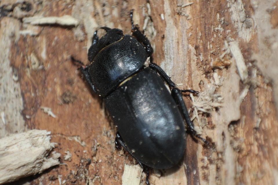 Dorcus parallelipipedus - kis szarvasbogár
