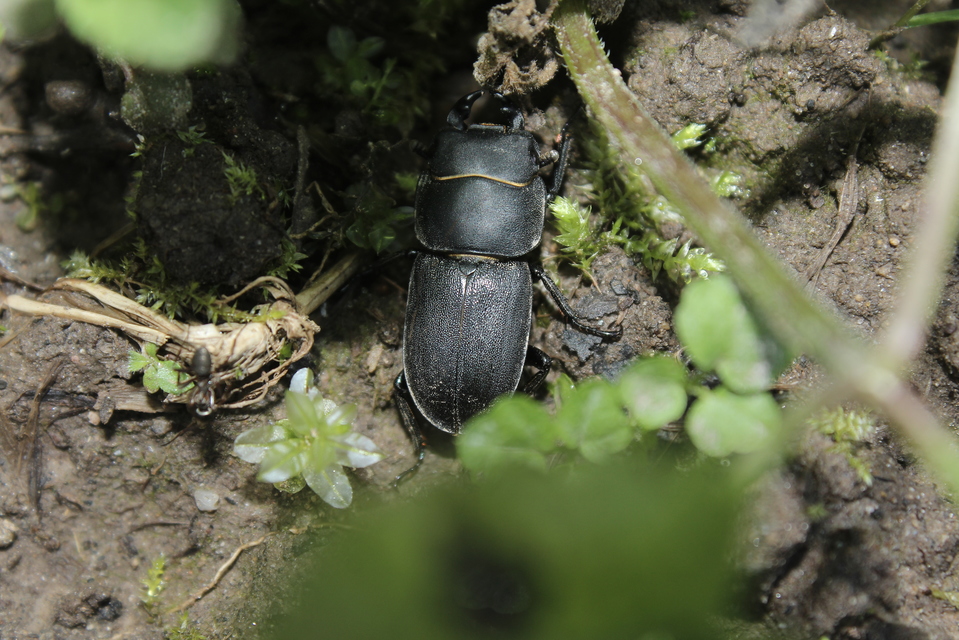 Dorcus parallelipipedus - kis szarvasbogár