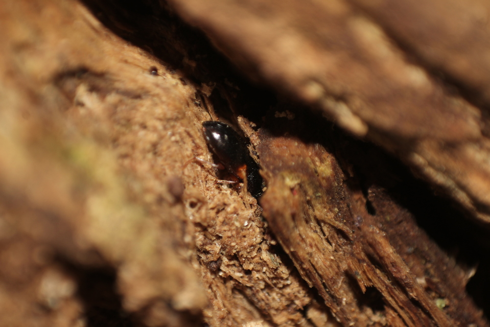 Mycetochara flavipes - sárgalábú taplász